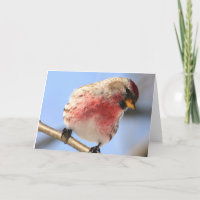 Tilgung der Redpoll-Grußkarte
