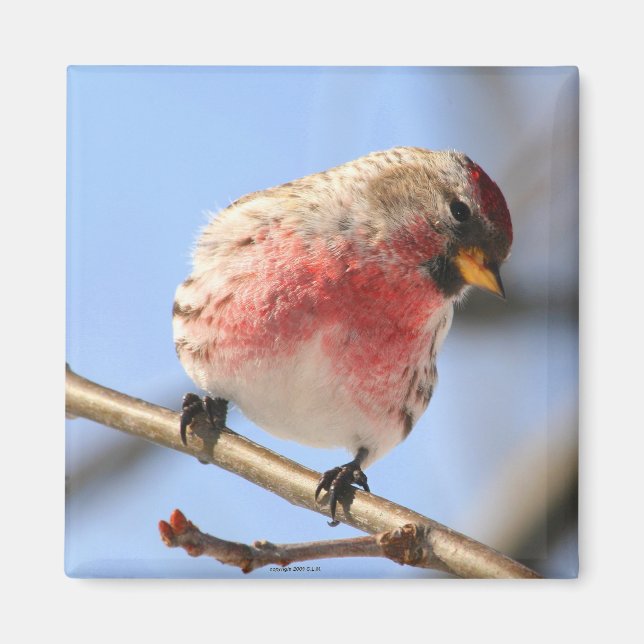 Tilgung Redpoll Magnet (Vorne)