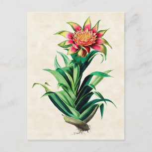 Tillandria Vintag Botanical Postkarte
