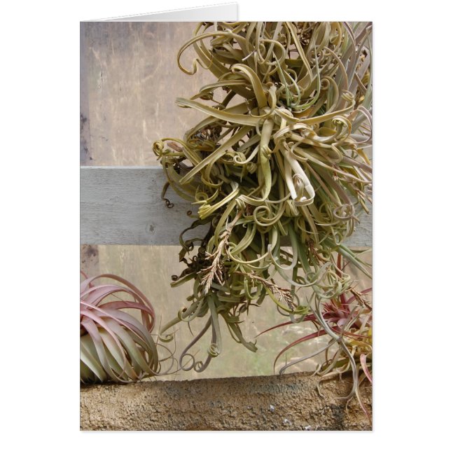 Tillandsia (Vorne)