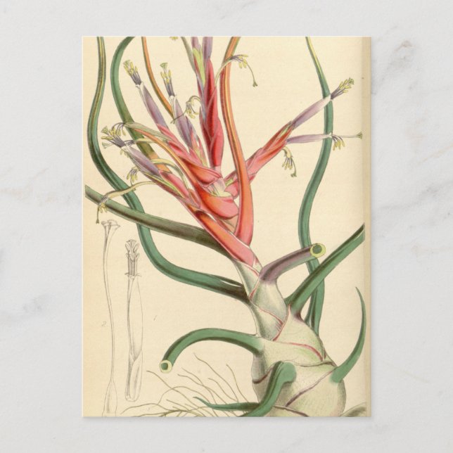 Tillandsia bulbosa postkarte (Vorderseite)