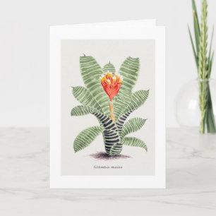 Tillandsia Musaica, von J. Nugent Karte