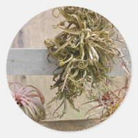 Tillandsia
