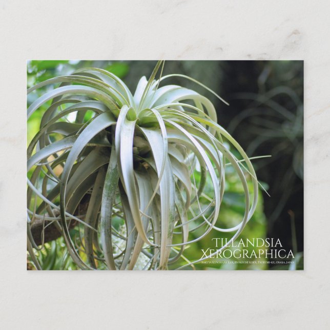 Tillandsia Xerographica:Postkarte Postkarte (Vorderseite)