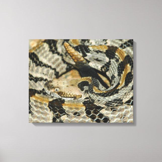 Timber Rattlesnake Coil Leinwanddruck (Vorderseite)
