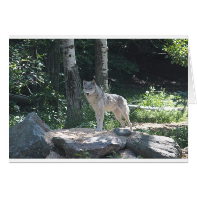 Timber Wolf (Vorderseite (Horizontal))