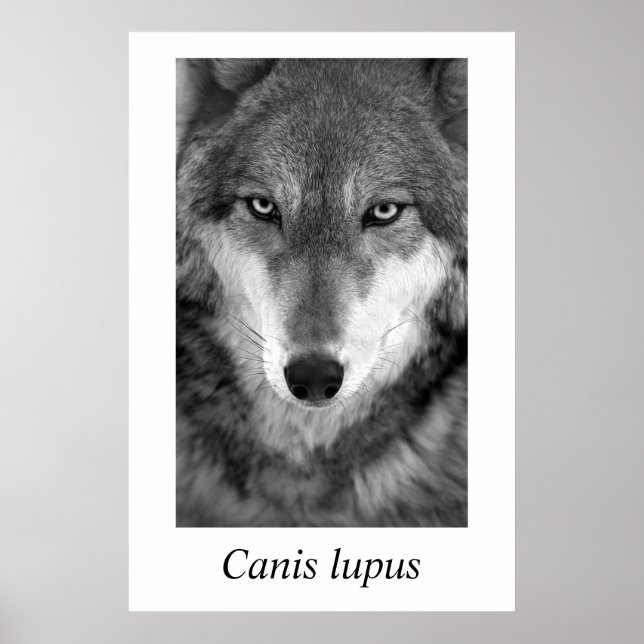 Timber Wolf #1 Canis lupus Poster (Vorne)