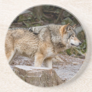 Timber Wolf  Getränkeuntersetzer