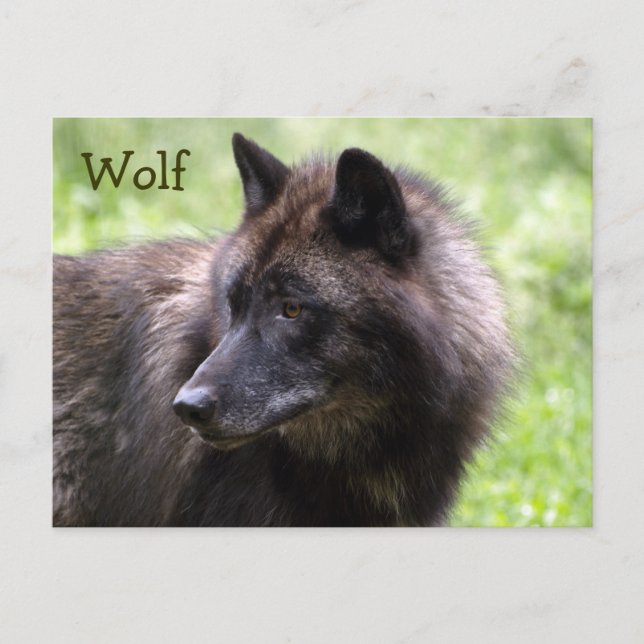 Timber Wolf Gray Wolf Wild Animal Postkarten (Vorderseite)