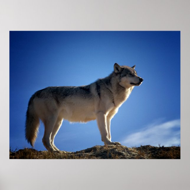 Timber Wolf in Montana - Big Sky Country Poster (Vorne)