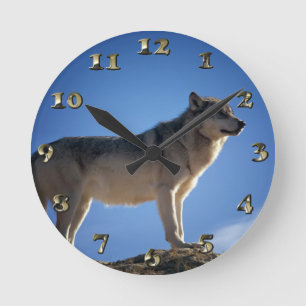 Timber Wolf in Montana - Big Sky Land Runde Wanduhr
