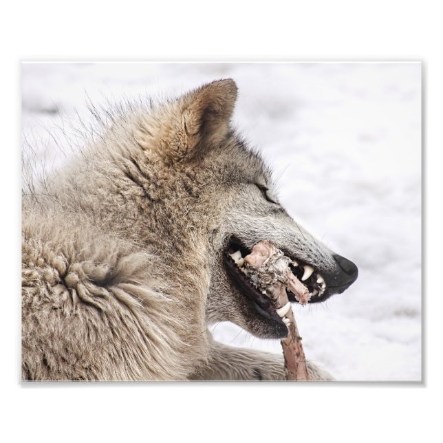 Timber Wolf isst sein Essen Fotodruck (Vorne)