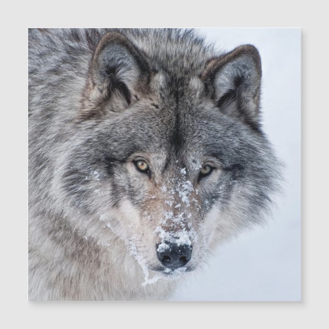 Timber Wolf  Magnetkarte (Vorderseite)