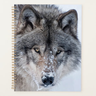 Timber Wolf Planer