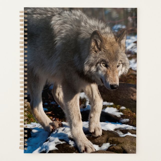 Timber Wolf Planer (Vorderseite)