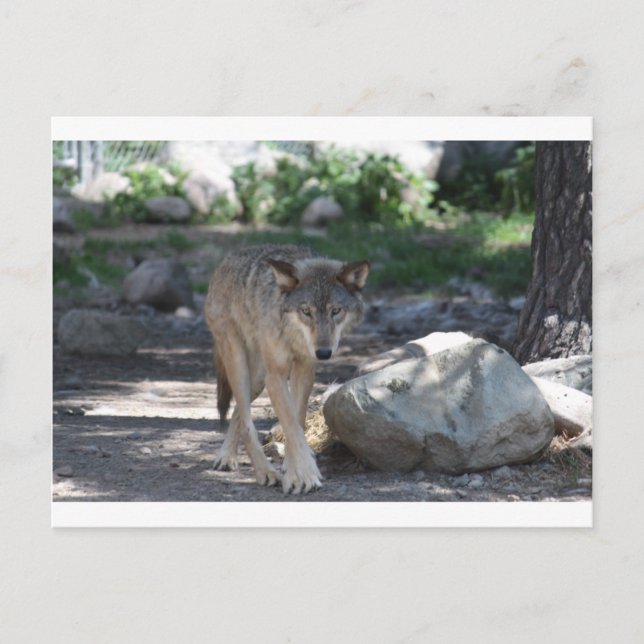 Timber Wolf Postkarte (Vorderseite)