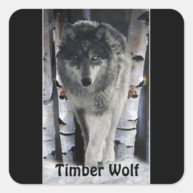 TIMBER WOLF Wildlife Supporter Artwork Quadratischer Aufkleber (Vorderseite)