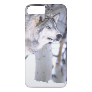 Timberwolf, Canis lupus, Film Tier Utah) Case-Mate iPhone Hülle