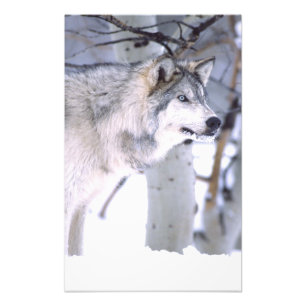 Timberwolf, Canis lupus, Film Tier Utah) Fotodruck