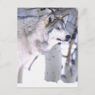 Timberwolf, Canis lupus, Film Tier Utah) Postkarte