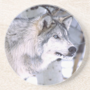 Timberwolf, Canis lupus, Film Tier Utah) Sandstein Untersetzer