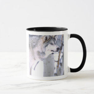 Timberwolf, Canis lupus, Film Tier Utah) Tasse
