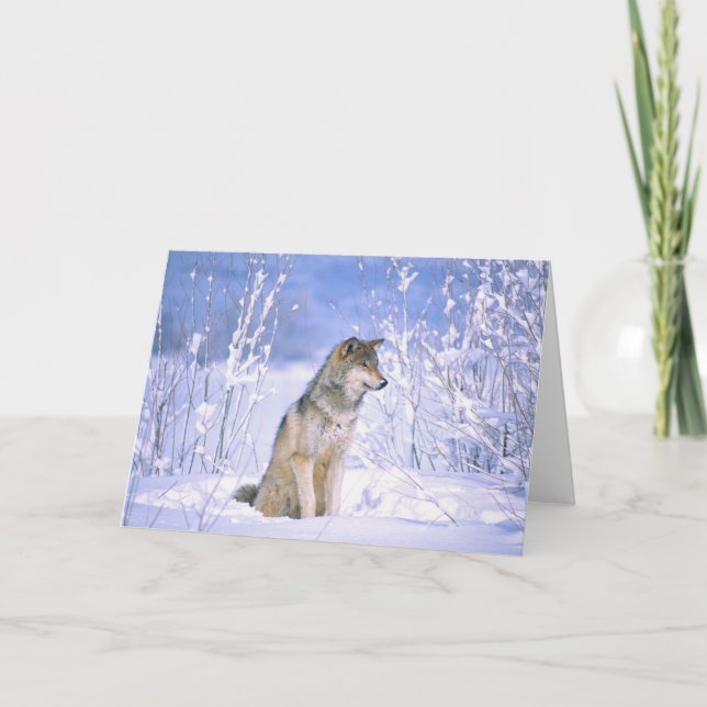 Timberwolf, der im Schnee sitzt, Canis Lupus, Karte (Vorderseite)