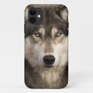 Timberwolf durch Jim Zuckerman Case-Mate iPhone Hülle