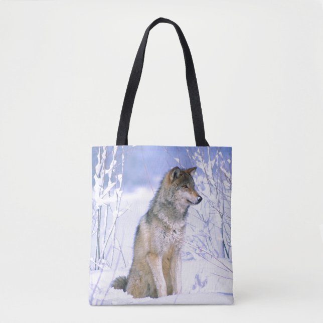 Timberwolf sitzt im Schnee, Canis lupus (Vorderseite)