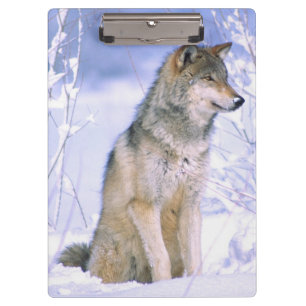 Timberwolf sitzt im Schnee, Canis lupus, Klemmbrett