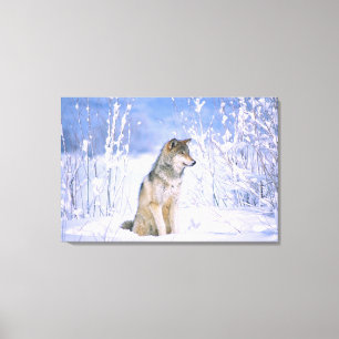Timberwolf sitzt im Schnee, Canis lupus, Leinwanddruck