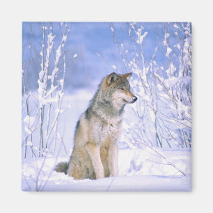 Timberwolf sitzt im Schnee, Canis lupus, Magnet