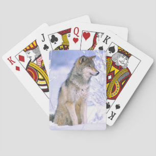 Timberwolf sitzt im Schnee, Canis lupus, Spielkarten