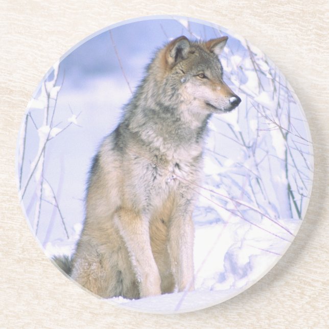 Timberwolf sitzt im Schnee, Canis lupus, Untersetzer (Vorne)