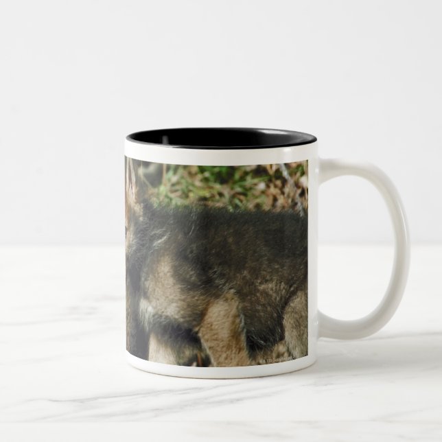 Timberwolfjunge Zweifarbige Tasse (Rechts)