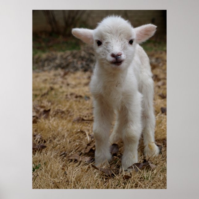 Timmy the Lamb Poster (Vorne)