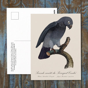 Timneh-Graupapagei, Psittacus Timneh Postkarte