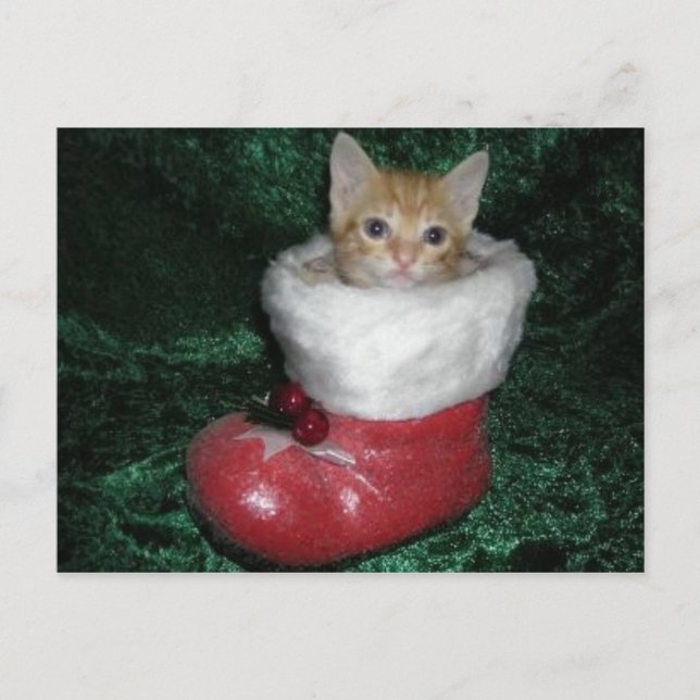 Timon Postcard Postkarte (Vorderseite)