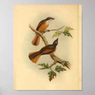 Timor laut Fantail Flycatcher Bird Vintag Print Poster