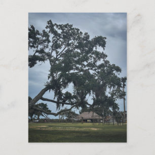 Timucua-Dorf & Uralteiche Postkarte