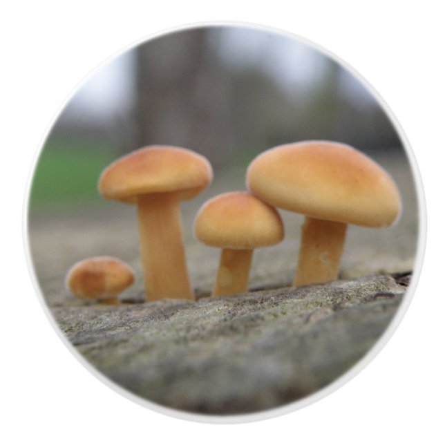 Timy Toadstools Macro Keramik Knob Keramikknauf (Vorderseite)