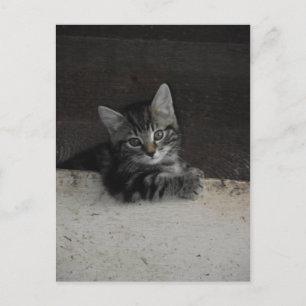Tinker Kitten Postkarte