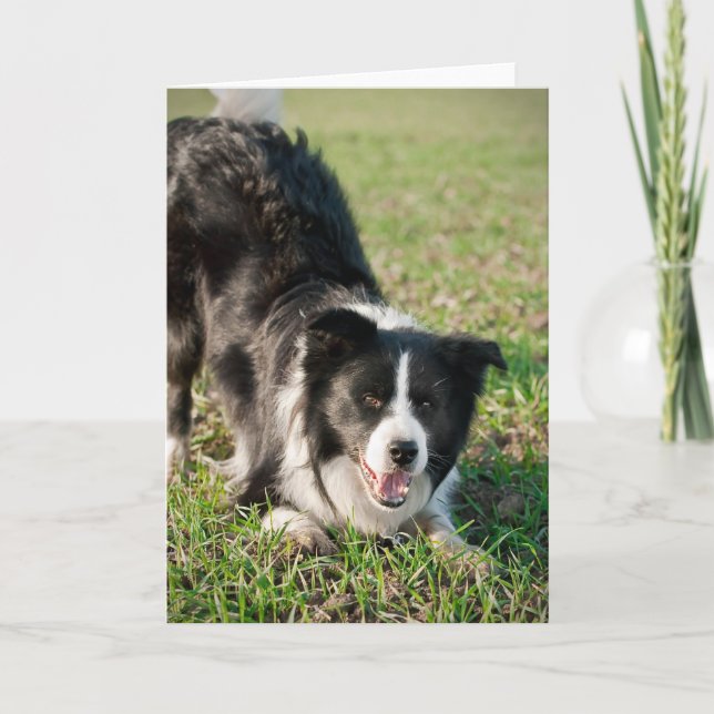 Tino The Border Collie - Spielbereit Karte (Vorderseite)