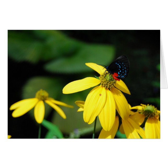 Tinte Farbe 2 (Vorderseite (Horizontal))