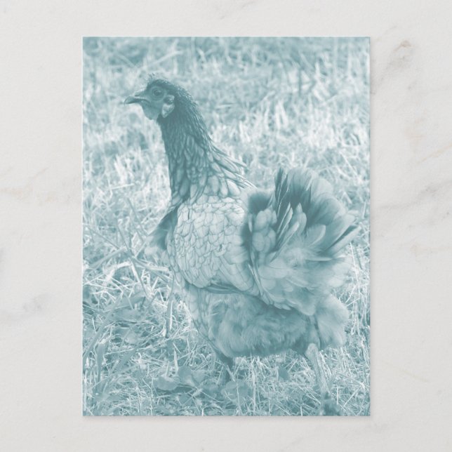 Tinted Hen Postkarte (Vorderseite)