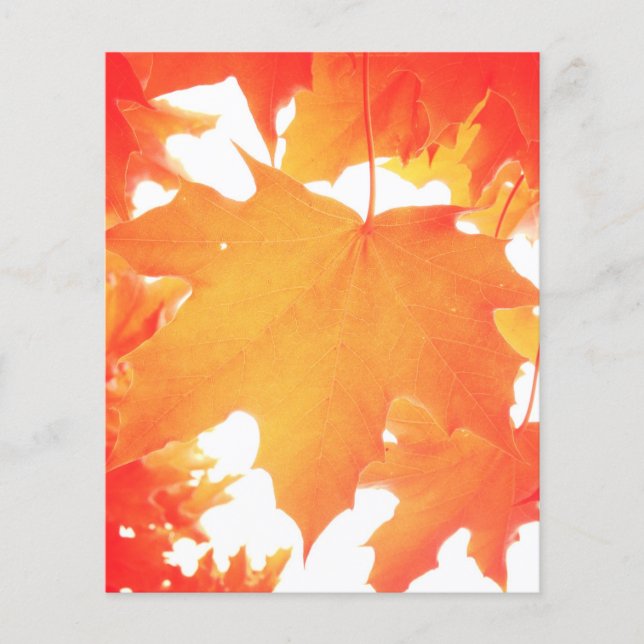 Tinted Orange Maple Leaf (Vorderseite)