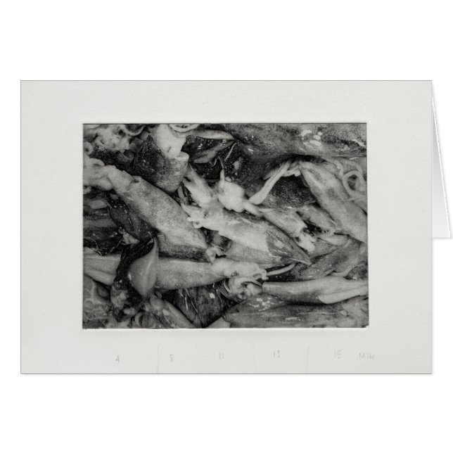 Tintenfisch (Vorderseite (Horizontal))