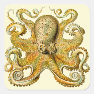 Tintenfisch Antiquität Illustration Meeresschmonst Quadratischer Aufkleber