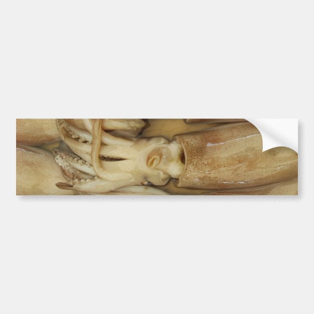Tintenfisch - Calamari Autoaufkleber (Vorne)