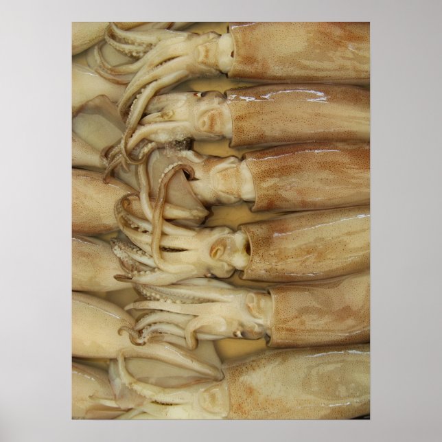 Tintenfisch - Calamari Poster (Vorne)